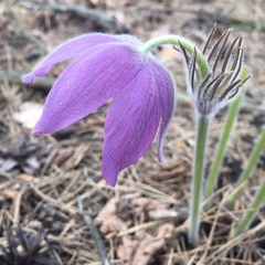 Pulsatilla patens