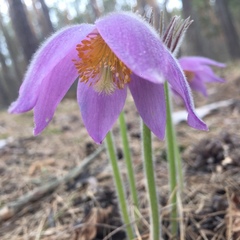 Pulsatilla patens