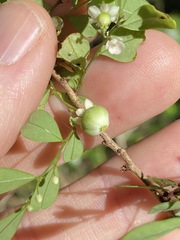 Synostemon albiflorus