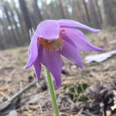 Pulsatilla patens
