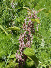 Urtica dioica
