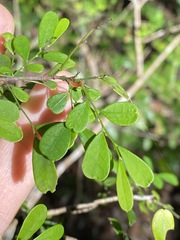 Synostemon albiflorus
