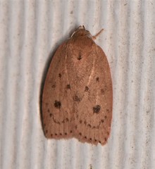 Prionocris protoxantha