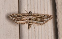 Parapoynx fluctuosalis