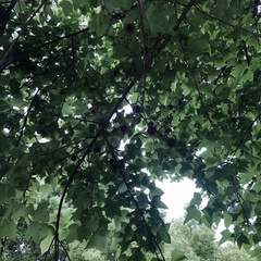 Liquidambar formosana
