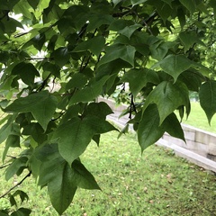 Liquidambar formosana