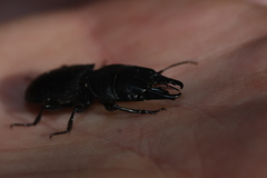 Pachyodontus languidus