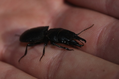 Pachyodontus languidus