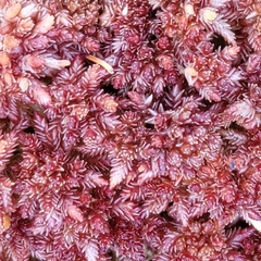 Sphagnum medium