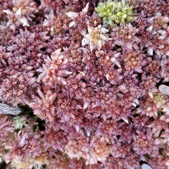 Sphagnum medium