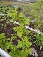 Rubus idaeus