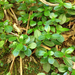 Peperomia urvilleana - Photo (c) bbi2, μερικά δικαιώματα διατηρούνται (CC BY-NC), uploaded by bbi2