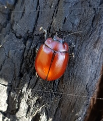 Paropsisterna rufobrunnea