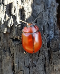 Paropsisterna rufobrunnea