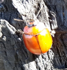 Paropsisterna rufobrunnea