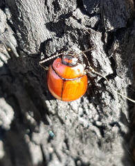 Paropsisterna rufobrunnea