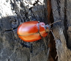 Paropsisterna rufobrunnea