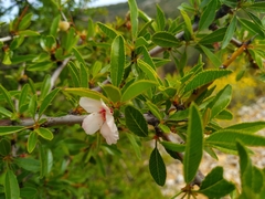 Prunus webbii