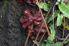 Drosera slackii