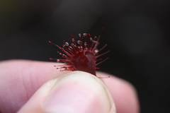 Drosera slackii