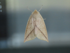 Descoreba simplex