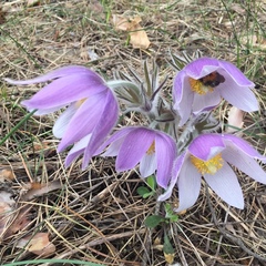 Pulsatilla patens