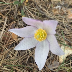 Pulsatilla patens