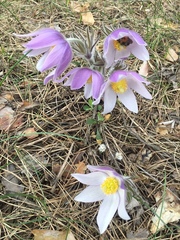 Pulsatilla patens