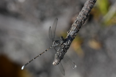 Ecchlorolestes peringueyi