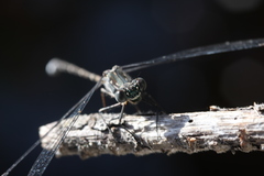 Ecchlorolestes peringueyi