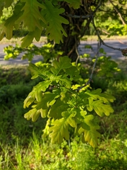 Quercus robur