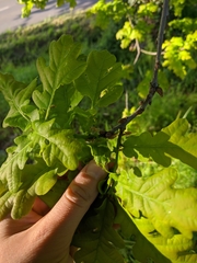 Quercus robur