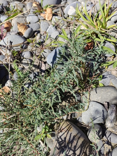 German false tamarisk (Myricaria germanica)