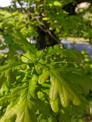 Quercus robur
