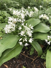 Allium ursinum