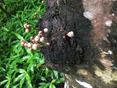 Syzygium cormiflorum