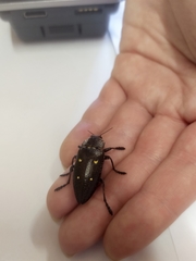 Chalcophorella stigmatica