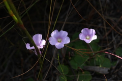 Oxalis commutata concolor
