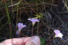 Oxalis commutata concolor