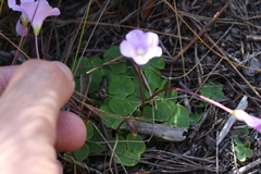 Oxalis commutata concolor