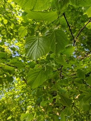 Tilia
