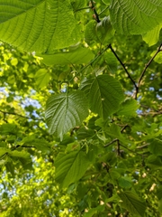 Tilia