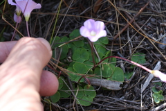 Oxalis commutata concolor
