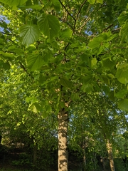 Tilia