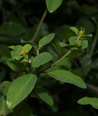 Euphorbia transvaalensis