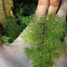 Wavy Filmy Fern - Photo (c) bbi2, some rights reserved (CC BY-NC), uploaded by bbi2