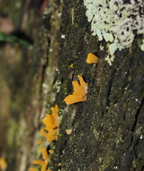 Calocera australis