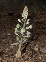 Drimia sanguinea