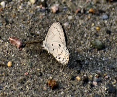 Lestranicus transpectus