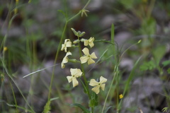 Hesperis laciniata